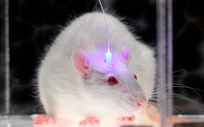 OPTOGENÉTICA: EL BOTÓN DEL CEREBRO